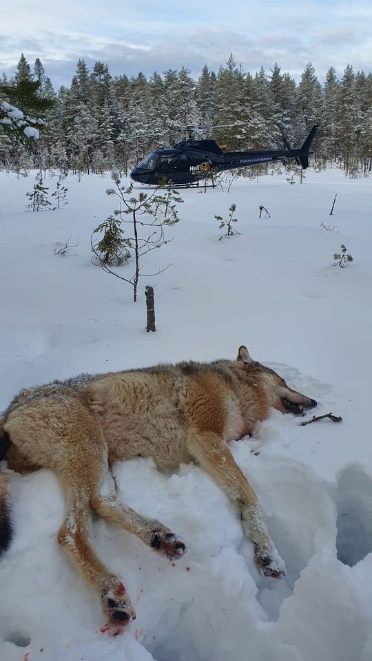 Andre ulv felt i Bograngen 17. februar 2022