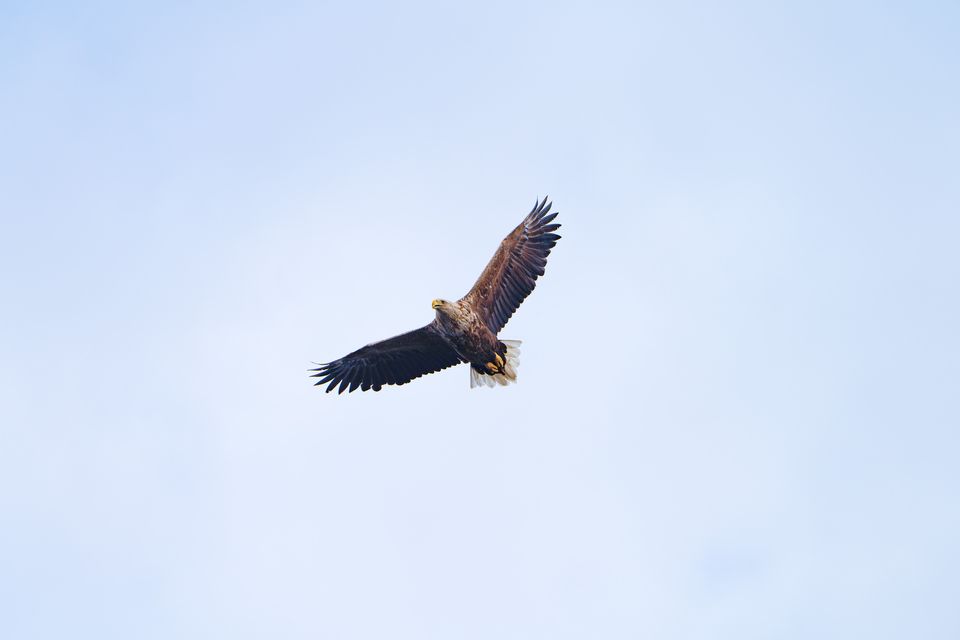BrimExplorer_Trollfjorden_Sea Eagle flying