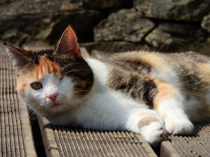 Illustrasjonsbilde av katt med kun ett øye. Foto: Pixabay.
