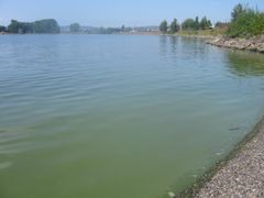 Algeoppblomstring i Mjøsa ved en badestrand sommeren 2019. Foto: NIVA