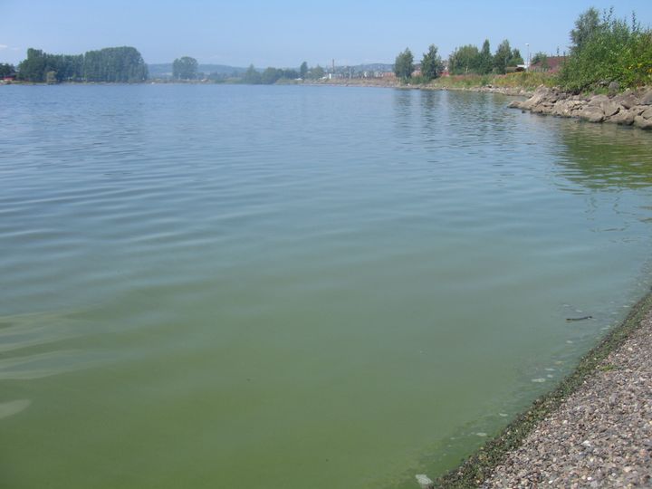 Algeoppblomstring i Mjøsa ved en badestrand sommeren 2019. Foto: NIVA