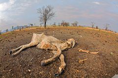 Klimaendringer er ventet å drive naturtapet ytterligere i årene som kommer. Her er et storfe som har dødd som følge av tørke i Pantanal i Brasil.
