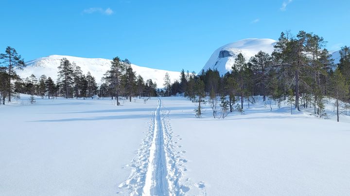 Skispor innover til Sjuendevatnet, Hamarøy. Foto Tore Veisetaune