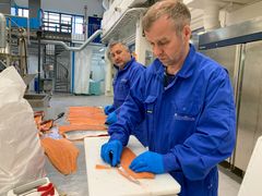 Forskerne Stein Harris Olsen og Torbjørn Tobiassen tar i bruk ulike metoder for å vurdere fiskens mategenskaper. Foto: Audun Iversen, Nofima