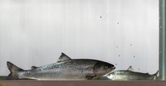 Stor postsmolt når ikke alltid slaktestørrelse før en liten smolt, viser nye forsøk i Nofima og CtrlAQUA.
