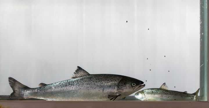 Stor postsmolt når ikke alltid slaktestørrelse før en liten smolt, viser nye forsøk i Nofima og CtrlAQUA.