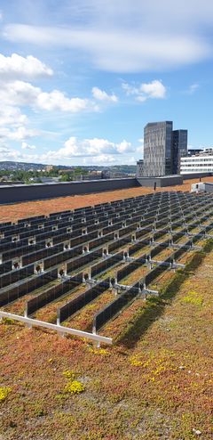 Vertikale solpaneler på grønt tak i Oslo