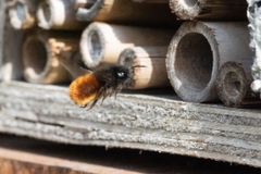 Hornmurerbie Osmia bicornis er en vanlig bieart i Sør-Norge. Den hekker i hulrom og sprekker i trær og bygninger og trives i insekthoteller. Foto: Hallvard Elven, NHM