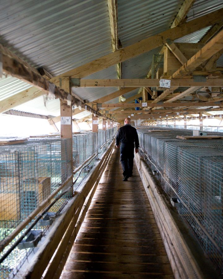 På dagen fem år etter at forbudet mot pelsdyrhold ble lansert, avvikles nå den siste pelsdyrgården i Norge.