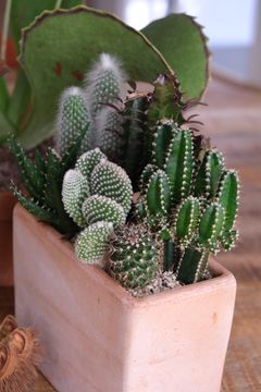 KAKTUS: Ikke bare er Kaktus mix en lekker plante, den er også svært lettstelt, noe som gjør det enkelt å innrede med trendy planter selv for den som ikke har grønne fingre. Foto: Renate Larsen Lorentzen