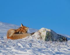 Rødreven koser seg i vårsola i Rostadalen i Troms. Foto: Fredrik Jenssen
