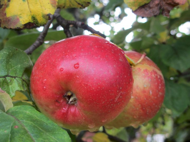 Norske epler fortjener sin egen dag. 17. oktober feirer vi.