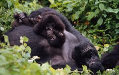 Fjellgorilla (Gorilla beringei beringei) i Uganda © Martin Harvey / WWF