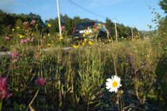 Illustrasjonsbilde. Blomstrende vegkanter. Foto: Knut Opeide