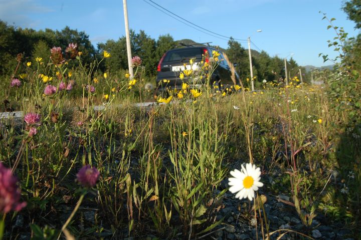 Illustrasjonsbilde. Blomstrende vegkanter. Foto: Knut Opeide