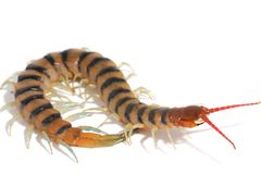 Scolopendra morsitans centipede Foto: Eivind Undheim, Universitetet i Oslo.
