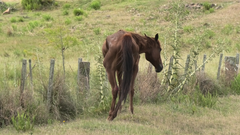 Animal Welfare Foundation sine bilder viser avmagrede og kakektiske hester.