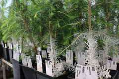 Dette er ikke nyplantede, hvite juletrær. Det er helt vanlige granplanter med effektivt forsvar mot snutebiller. Foto: Eivind Torgersen/UiO