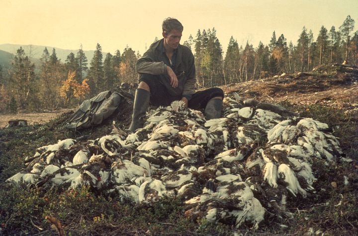 Gode rypeår har blitt stadig sjeldnere, men i 1966 var produksjonen bra over det meste av Skandinavia. Her fra Dividalen, Troms høsten 1966. Foto: Olav Hjeljord