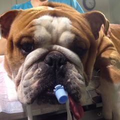 Engelsk bulldog som opplever å puste godt med anestesitube i luftveiene. Normale hunder kvitter seg med tuben så snart de våkner fra anestesi. Foto: Dyrebeskyttelsen Norge