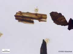 Fossile alger og fossil av kutikula-hinne fra plante. Foto: Wolfram M. Kürschner/UiO