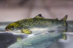 Nofima har i resirkuleringsanlegg forsket på postsmolt i svært høy vannhastighet. Resultatene er høy kondisjonsfaktor som gir en bredere fisk. Foto: Terje Aamodt©Nofima.