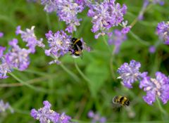 LA HUMLA SUSE: Flere av årets hagetrender kan være til fordel for våre pollinerende venner. Foto: Anna Lind Lewin