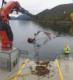 Arbeidsbåten Hydra i gang fjerner det tidligere blåskjellanlegget på lokaliteten Kvannskjeret Øst, i Kinn kommune. Foto: eSEA Marine