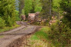Tømmerlunne i Bangdalen. Foto: Steinar Johansen