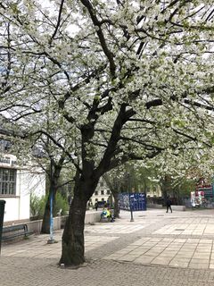 Kirebærtreet på Schous plass tidlig i mai. Foto: Mona Vestli