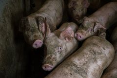 Dette vil regjeringen gjøre ingenting med. Foto fra nettverk for dyrs frihet sin avsløring av norsk svinenæring i sommer.  Foto: Nettverk for dyrs frihet