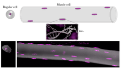 Illustration and microscopic image of epithelial cell with one cell nucleus and a muscle cell with many. Cell nuclei in purple Photo: Kent-Arne Hansson, UiO.