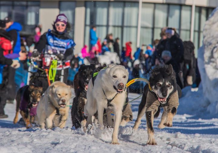 Finnmarksløpet er i år verdensmesterskap i langdistanse hundekjøring. Foto: Tommy Hansen/UiT