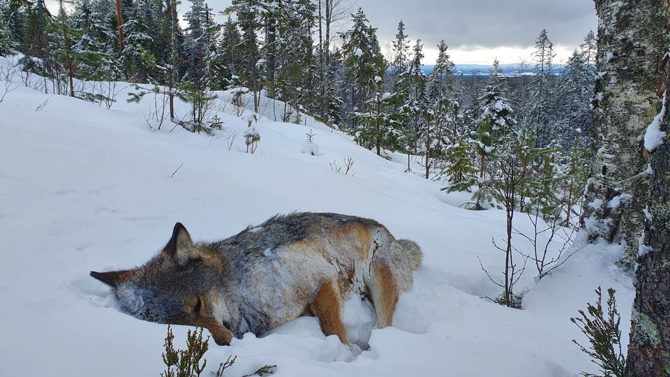 Første ulv (tispe) felt i Bograngen 17. februar