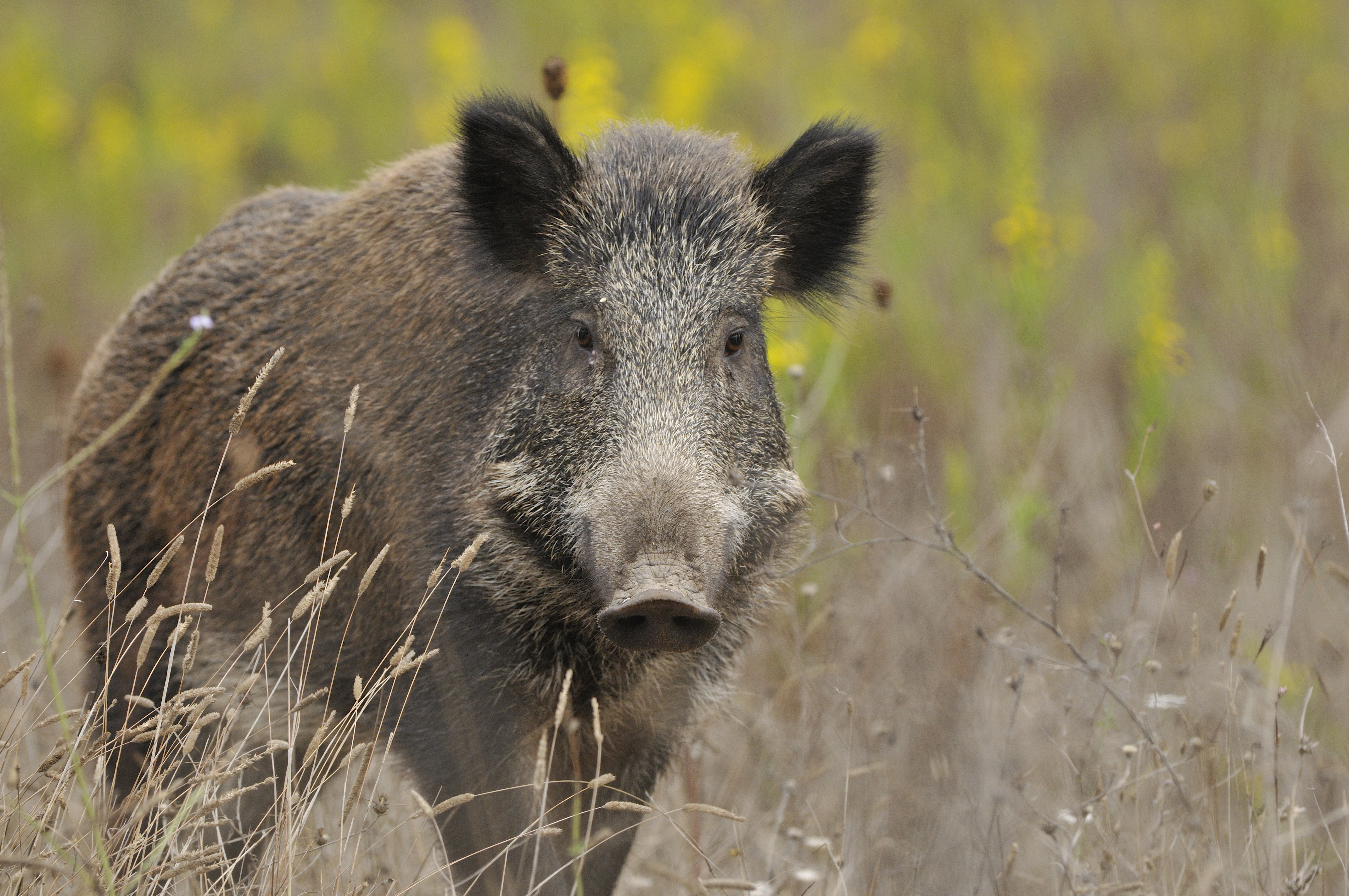 Woman boar. Кабан. Дикий кабан. Дикий кабан в Крыму. Дикий кабан фото.