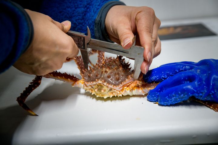 Vekt og størrelse på krabbene som skal fôres opp, kartlegges nøye gjennom hele prosessen. Foto: Lars Åke Andersen/Nofima