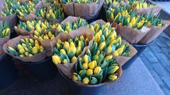 Norske tulipaner skal merkes med Nyt Norge til påske. Foto: www.obp.no