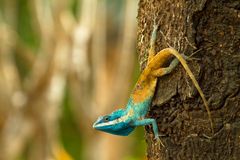 Én av de nye artene som er oppdaget langs Mekong er blåkampraktøgle (the Cambodian blue-crested agama). Øglen er en god klatrer og kan klatre så høyt som ti meter. Voksne øgler kan skifte farge som forsvarsmekanisme, særlig hanner som er territorielle og aggressive. Foto: Henrik Bringsøe
