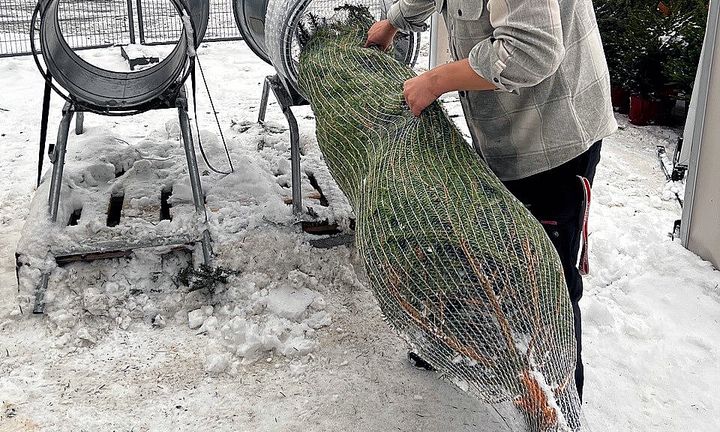 JULETRENETTET: Ikke kast nettet som er rundt juletreet i plastinnsamlingen. FOTO: Grønt Punkt Norge