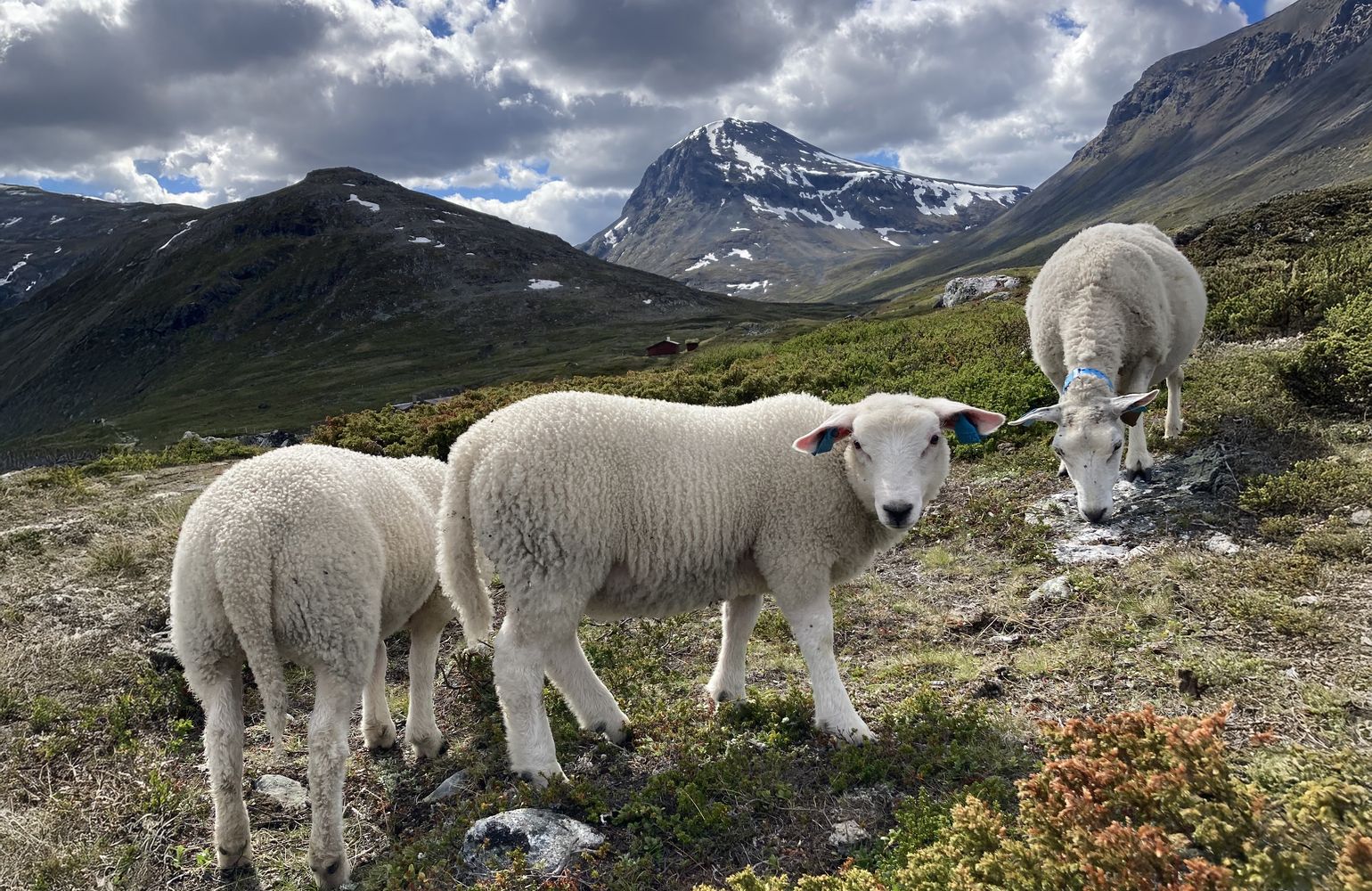 Norsk Sau og Geit (NSG)