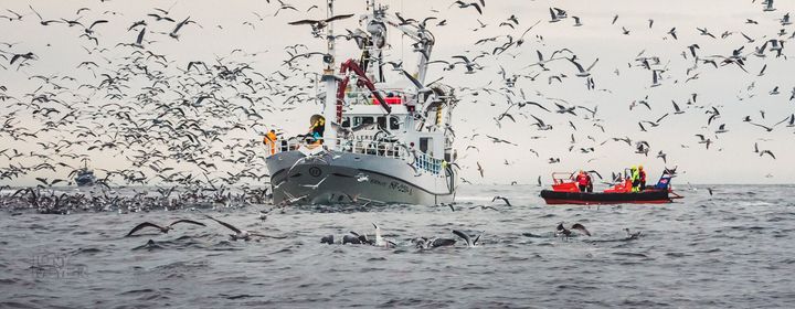 Sildfiske. Foto: Tony Meyer