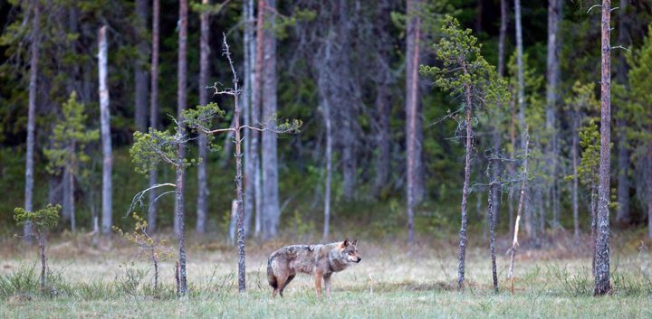 NTNU vitenskapsmuseet finner at dagens norske ulv har mest til felles med finsk ulv. Foto: Bård Bredesen, Naturarkivet.no