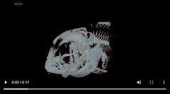 Hos Nofima kan en ny CT-skanner ta tredimensjonale bilder av skjelettet av hel fisk, og den viser mangelfull beinmasse, som her. Foto: Gunhild Haustveit © Nofima.