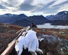 Rypejakt i fjellet er selve folkejakta i Norge. Foto: Gina Orslien/NJFF
