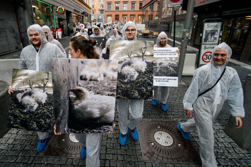 McDonald's protest for kyllingvelferd