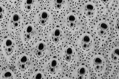 Mosdyr i Adeonellidae-familien forstørret 80 ganger gjennom elektronmikroskop. Foto: Mali H. Ramsfjell