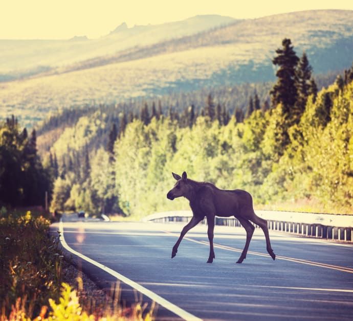 Tusenvis av elg, hjort og rådyr krysser landets veier hvert døgn, og de kommer alltid brått på trafikantene.