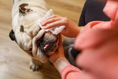The English bulldog is a breed with a huge disease burden. Foto: Shutterstock