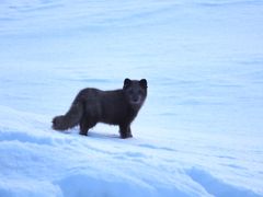 Fjellreven er kritisk truet i Norge, og spesielt i nord er de fleste bestandene kritisk små.