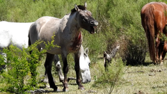 Skader på hester blir ikke behandlet viser Animal Welfare Foundation sitt undercover arbeid.